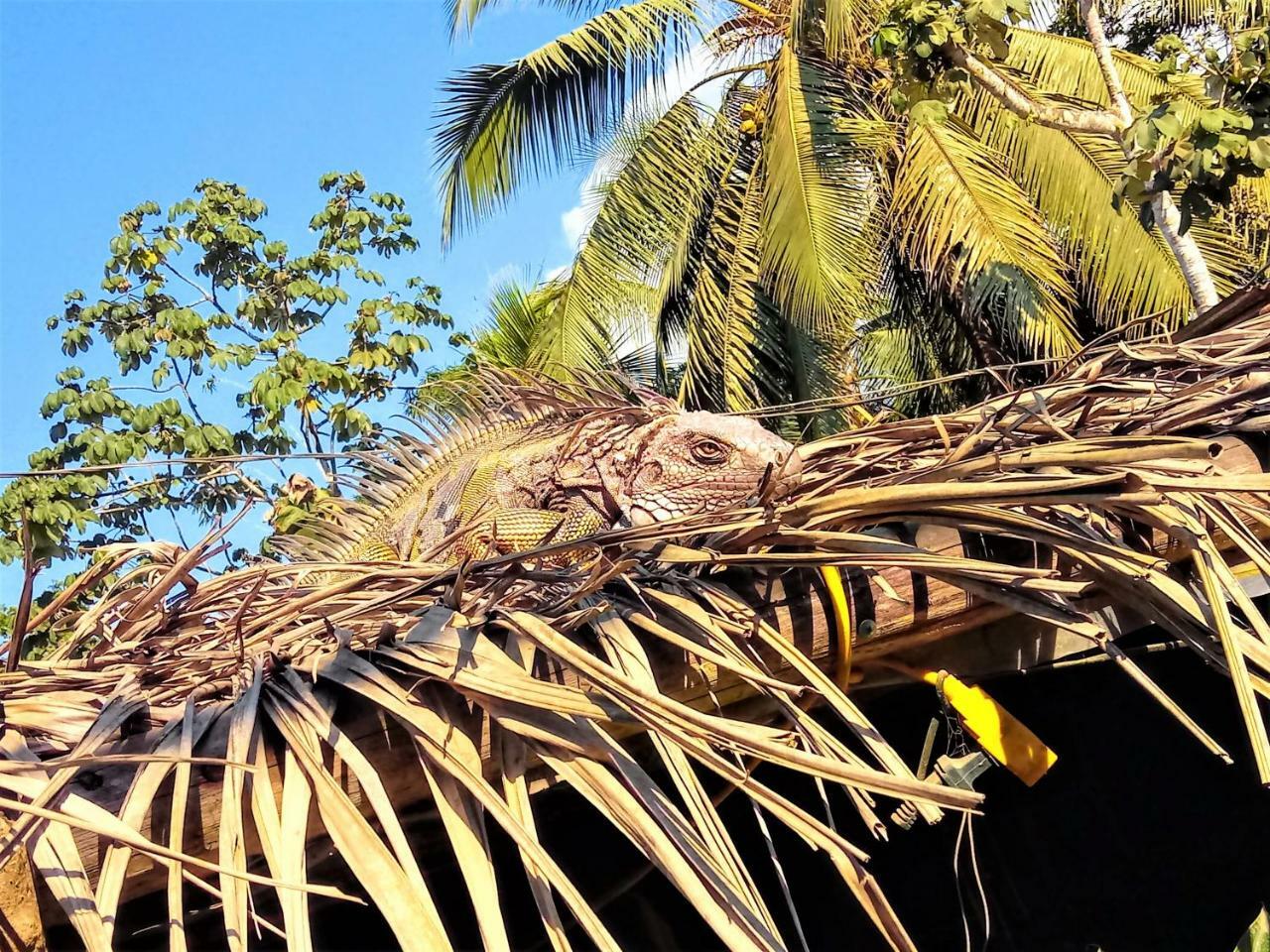 Casa Tuanis, Drake Bay Villa Buitenkant foto